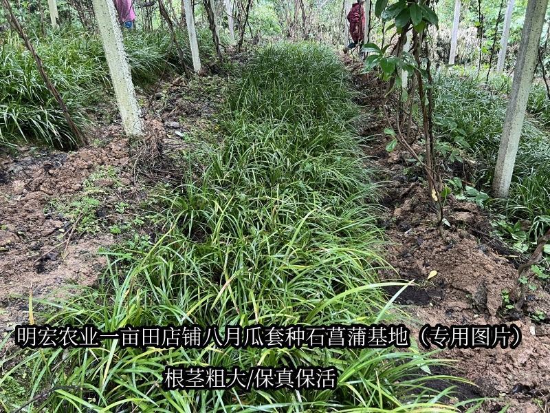 旱菖蒲种苗石菖蒲苗菖宝一号种苗石头地沙滩平地。山坡地种植