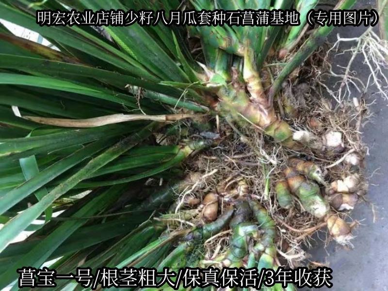 旱菖蒲种苗石菖蒲苗菖宝一号种苗石头地沙滩平地。山坡地种植