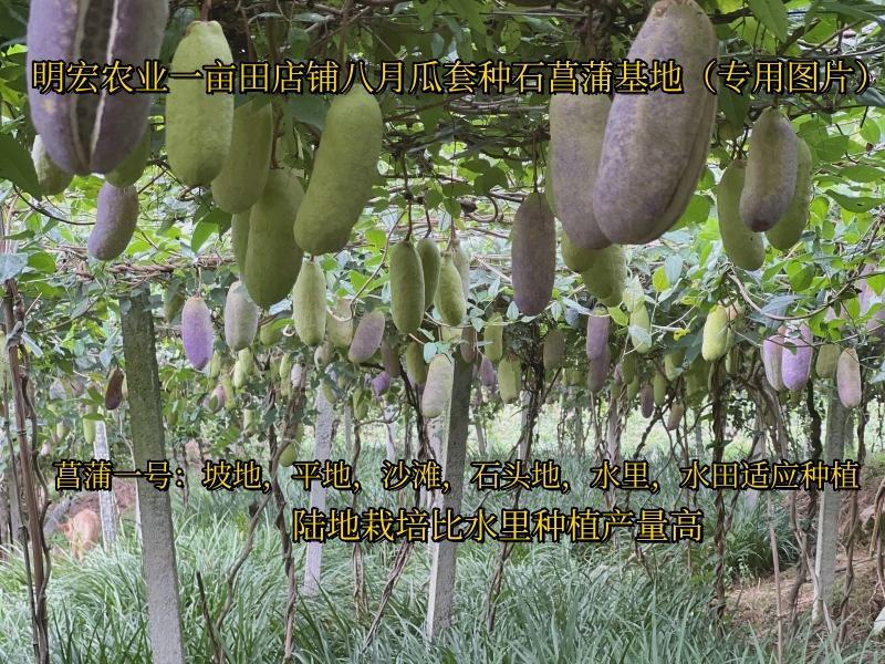 旱菖蒲种苗石菖蒲苗菖宝一号种苗石头地沙滩平地。山坡地种植