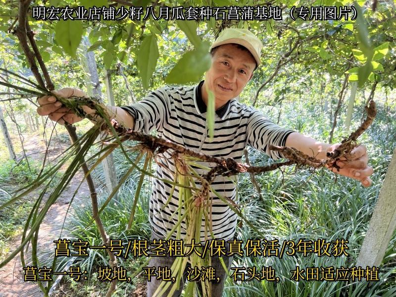 旱菖蒲种苗石菖蒲苗菖宝一号种苗石头地沙滩平地。山坡地种植