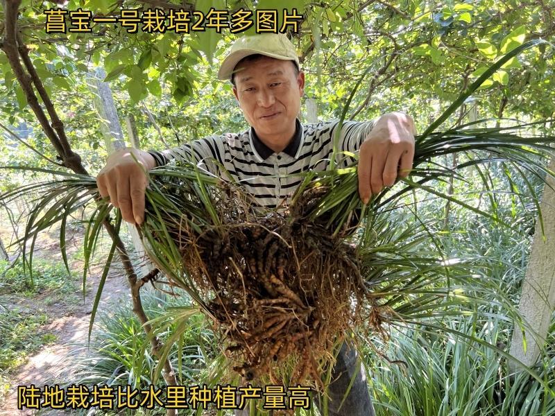 旱菖蒲种苗石菖蒲苗菖宝一号种苗石头地沙滩平地。山坡地种植