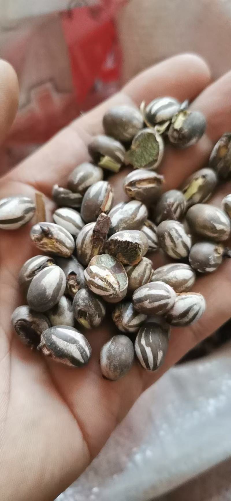 洋辣子大量有货长期供应全国发货可视频看货保质保量