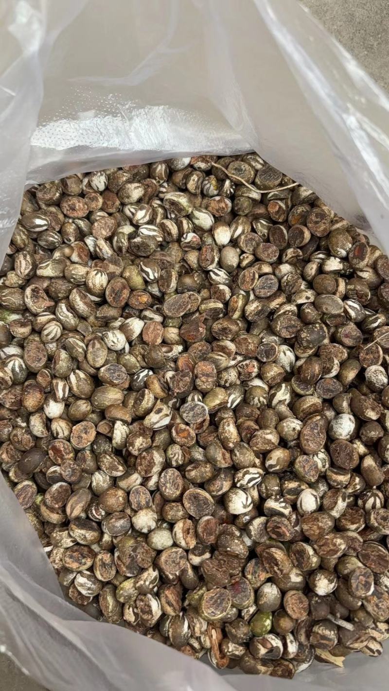 洋辣子大量有货长期供应全国发货可视频看货保质保量