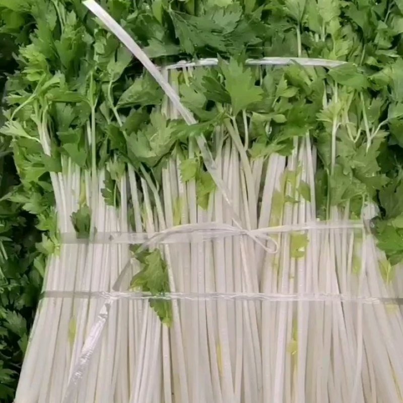 白芹菜，田间直达四川白芹菜精品白芹菜欢迎选购