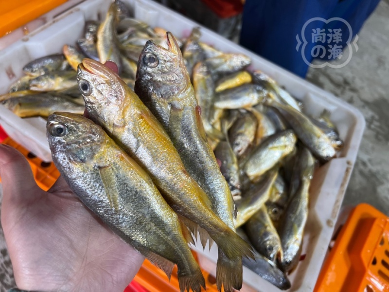 深海小黄鱼，舟山小黄鱼肉厚、体肥、鲜嫩蒜瓣肉质