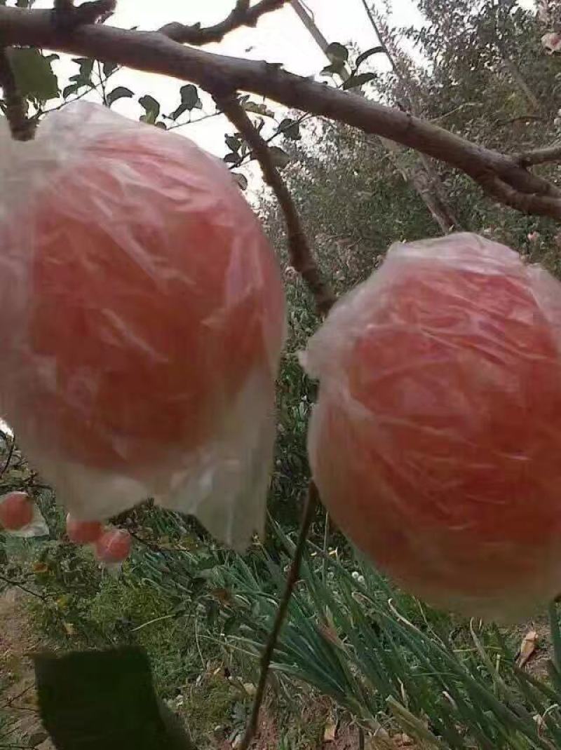 纸加膜红富士苹果，陕西纸加膜红富士苹果，纸加膜红富士苹果