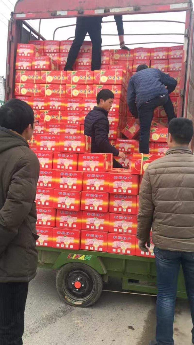 纸加膜红富士苹果，陕西纸加膜红富士苹果，纸加膜红富士苹果