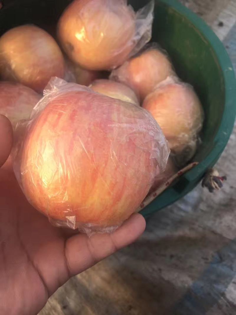 纸加膜红富士苹果，陕西纸加膜红富士苹果，纸加膜红富士苹果