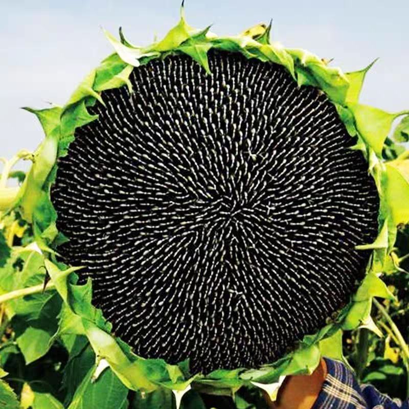 向日葵种孑花种籽子矮四季播种开花高杆观赏盆栽庭院食用葵花