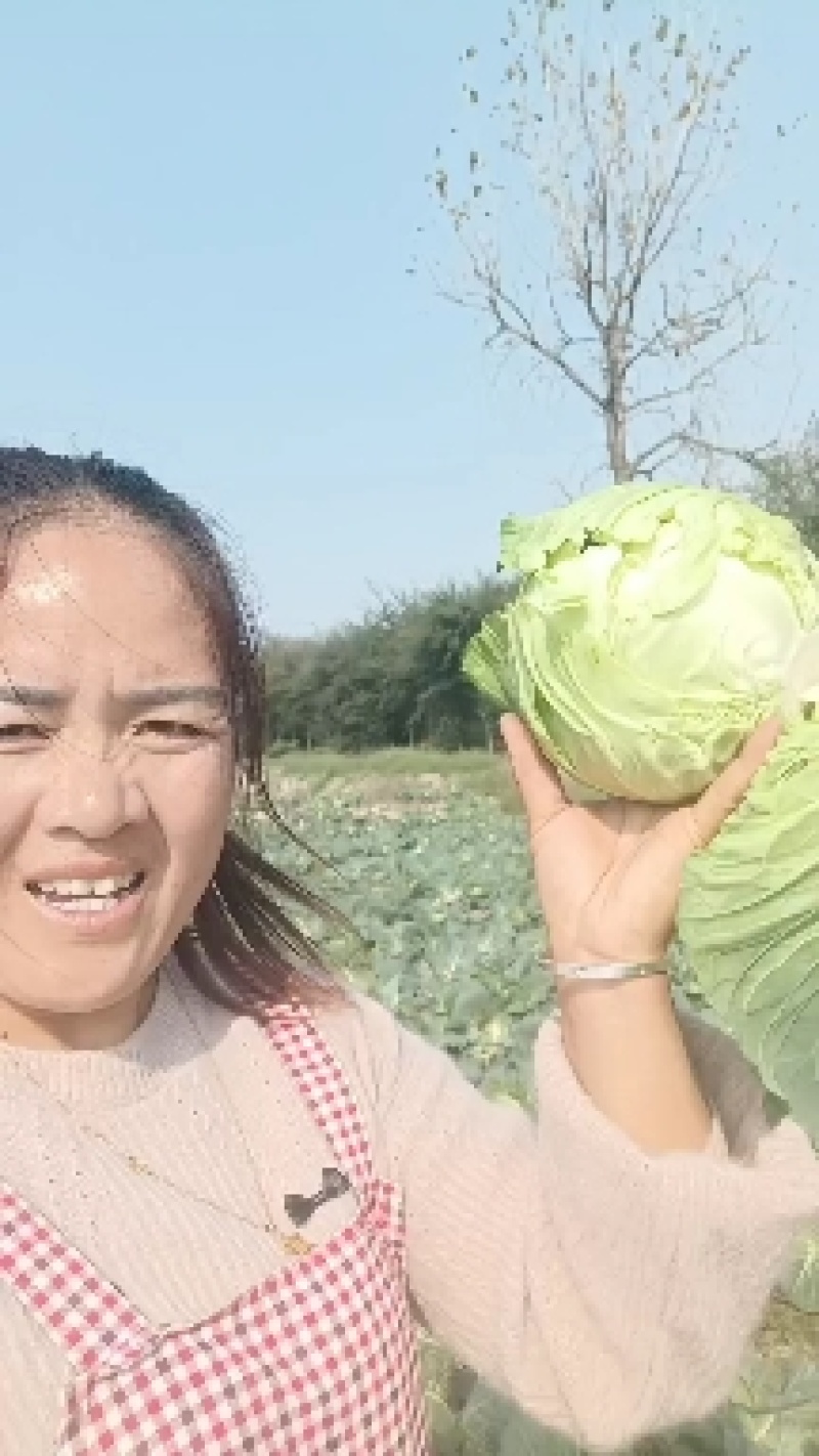 甘蓝