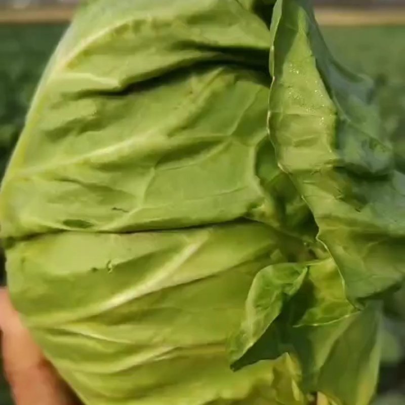 甘蓝