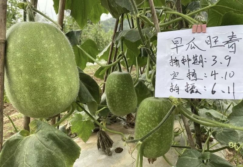绿皮冬瓜种子中小冬瓜种子粉皮冬瓜种子无架冬瓜米冬瓜种籽