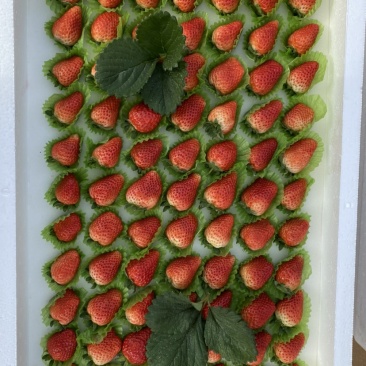 奶油草莓