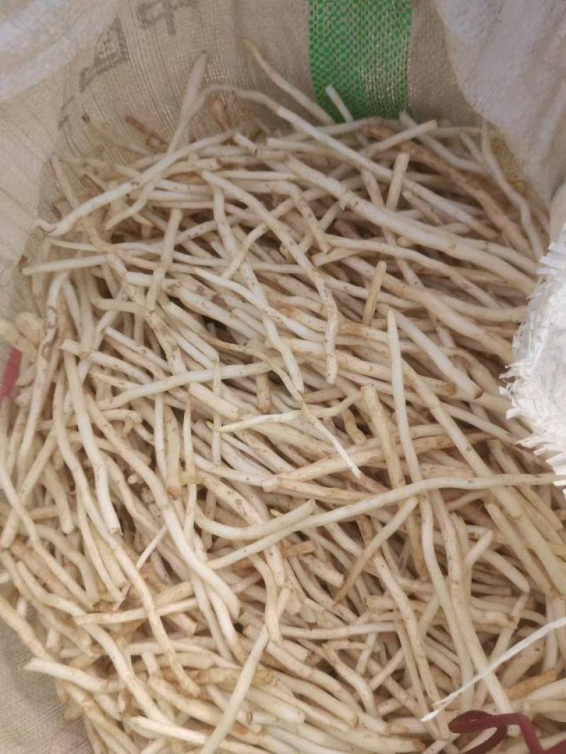 银条菜大量出售
