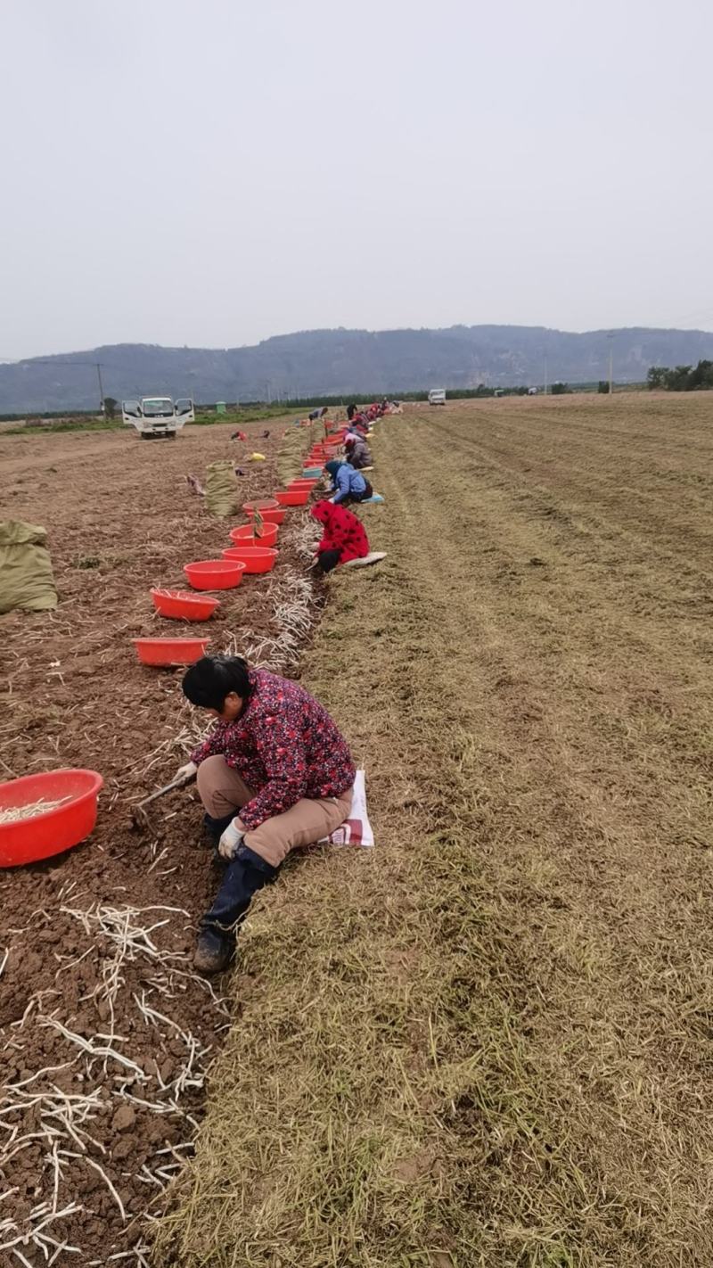 银条菜大量出售