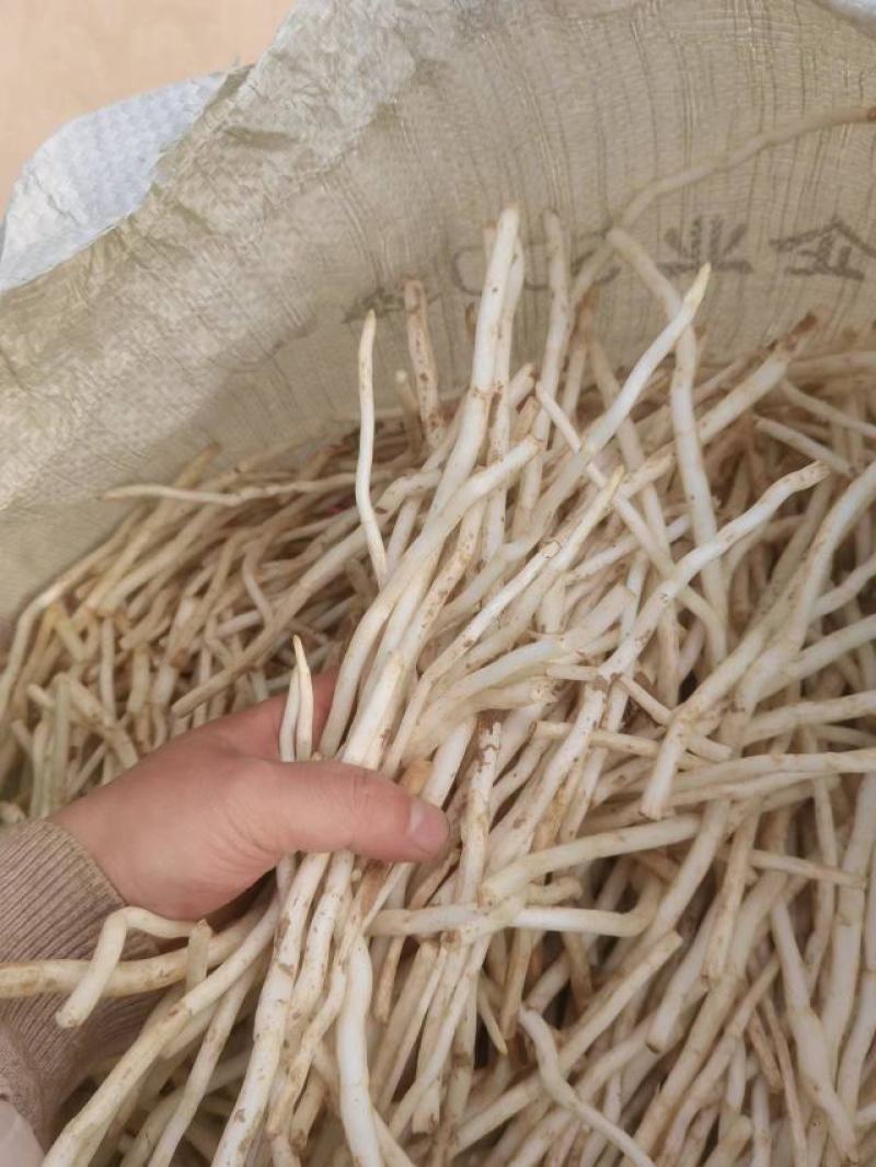 银条菜大量出售