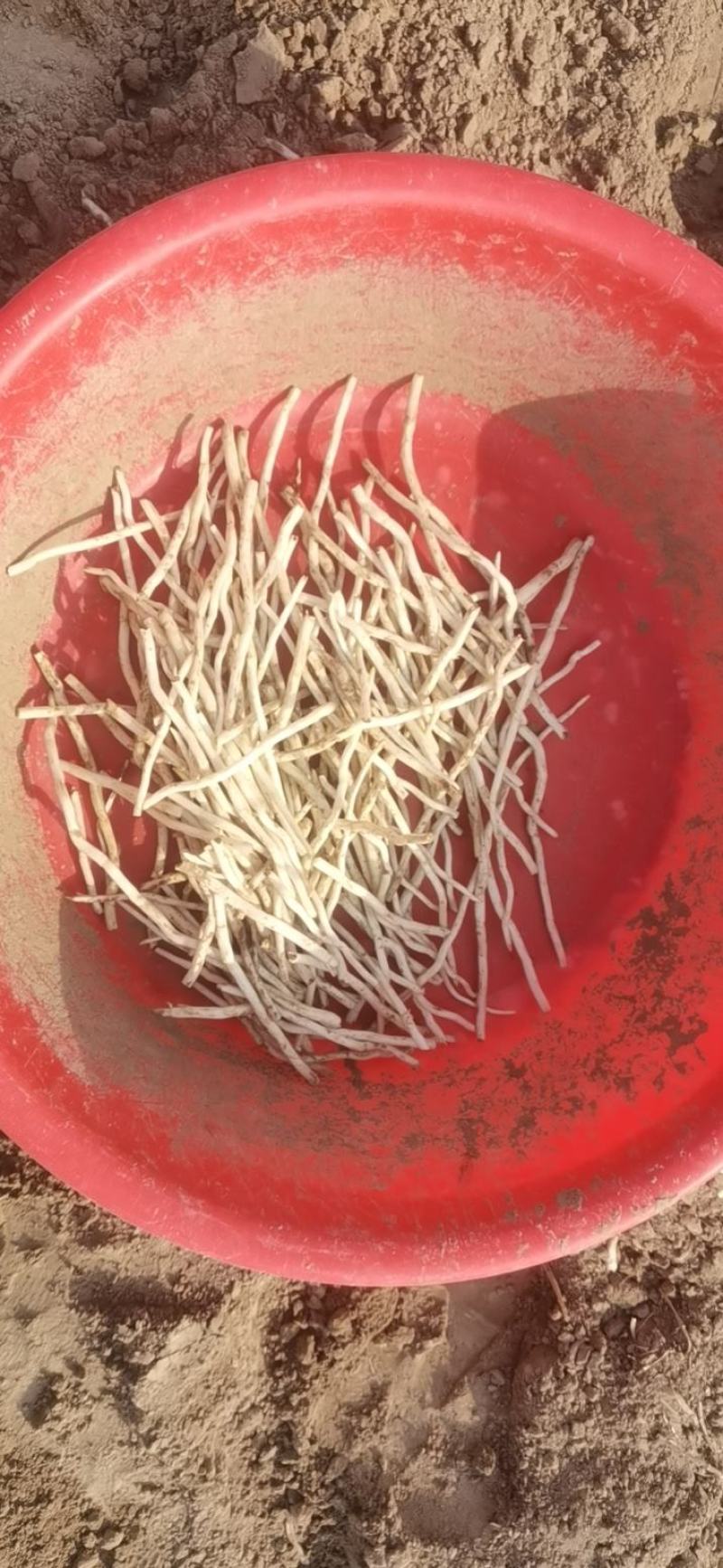 银条菜大量出售