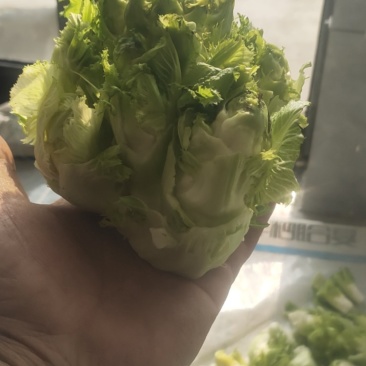 儿菜