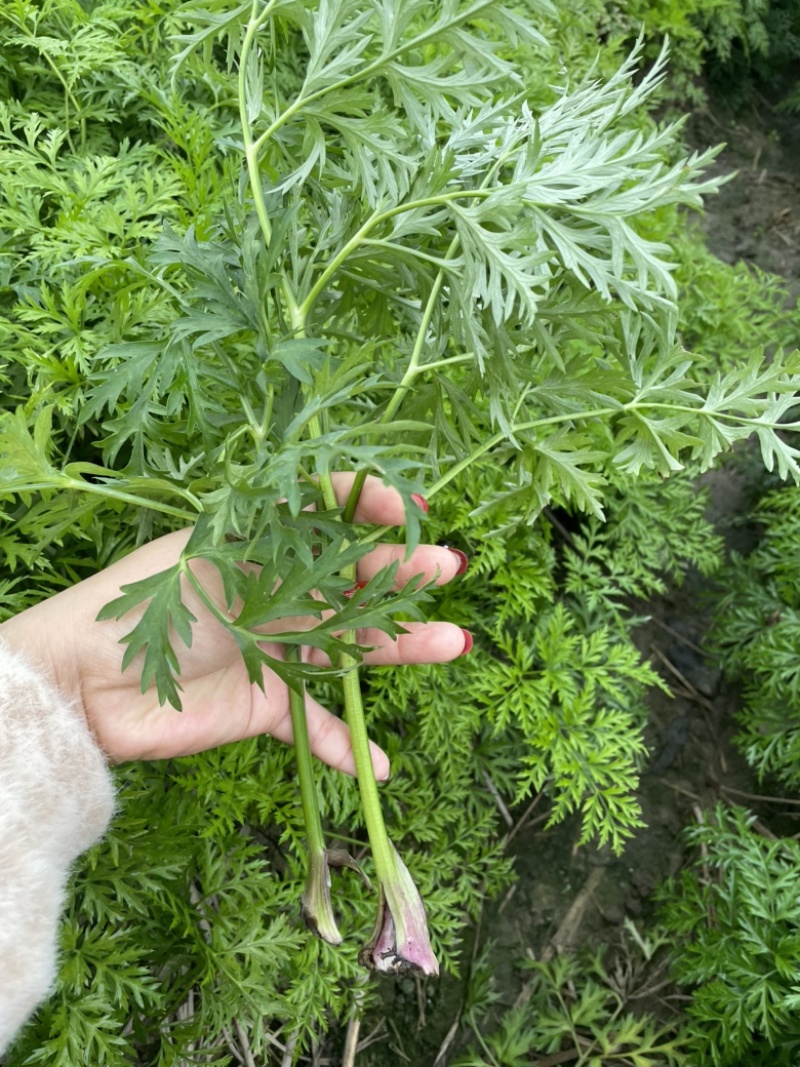 川芎苗尖，货源充足，色泽鲜艳，