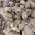 精品毛慈菇大颗粒1.0