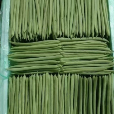 云南德宏，无筋豆大量供应，现采现装欢迎来电选购