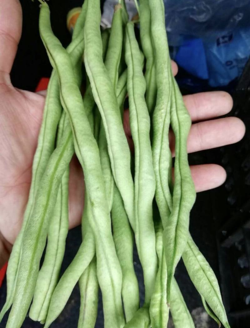 云南德宏，无筋豆大量供应，现采现装欢迎来电选购