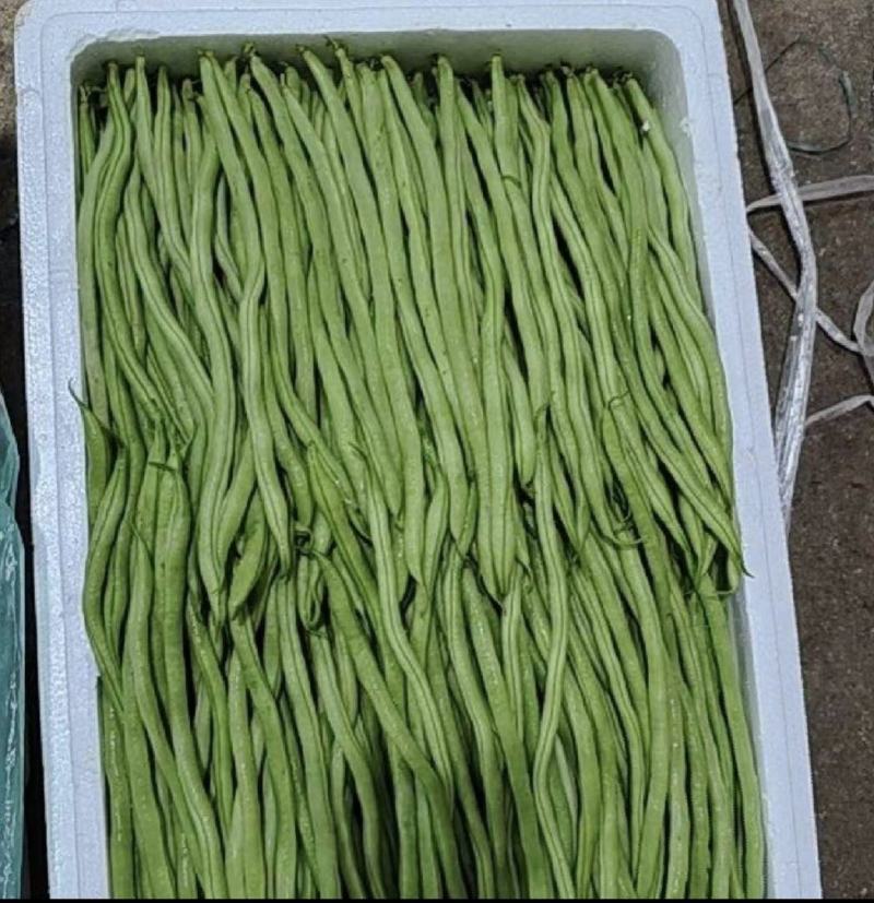 云南德宏，无筋豆大量供应，现采现装欢迎来电选购