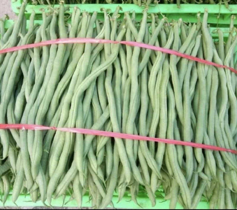 云南德宏，无筋豆大量供应，现采现装欢迎来电选购