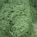 云南德宏，无筋豆大量供应，现采现装欢迎来电选购
