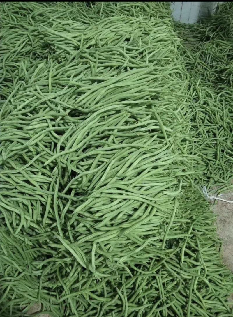 云南德宏，无筋豆大量供应，现采现装欢迎来电选购
