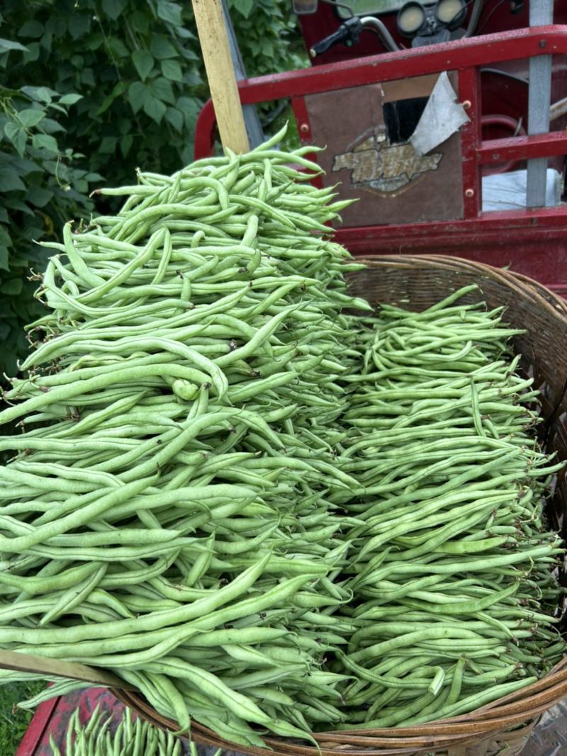 泰国无筋豆、架豆种子、产量高长势强、结荚位低、品质好