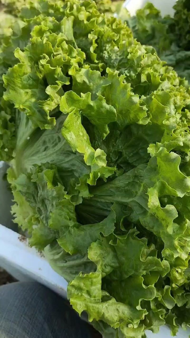 精品生菜色泽翠绿，形状好，单棵重一斤左右，货源充足。