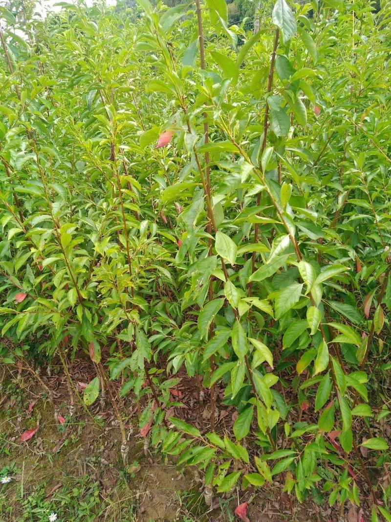 脆红李苗，晚熟李子品种产地现挖现发，量大从优，合作共赢。