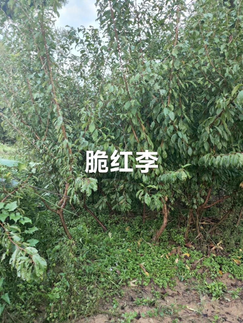 脆红李苗，晚熟李子品种产地现挖现发，量大从优，合作共赢。