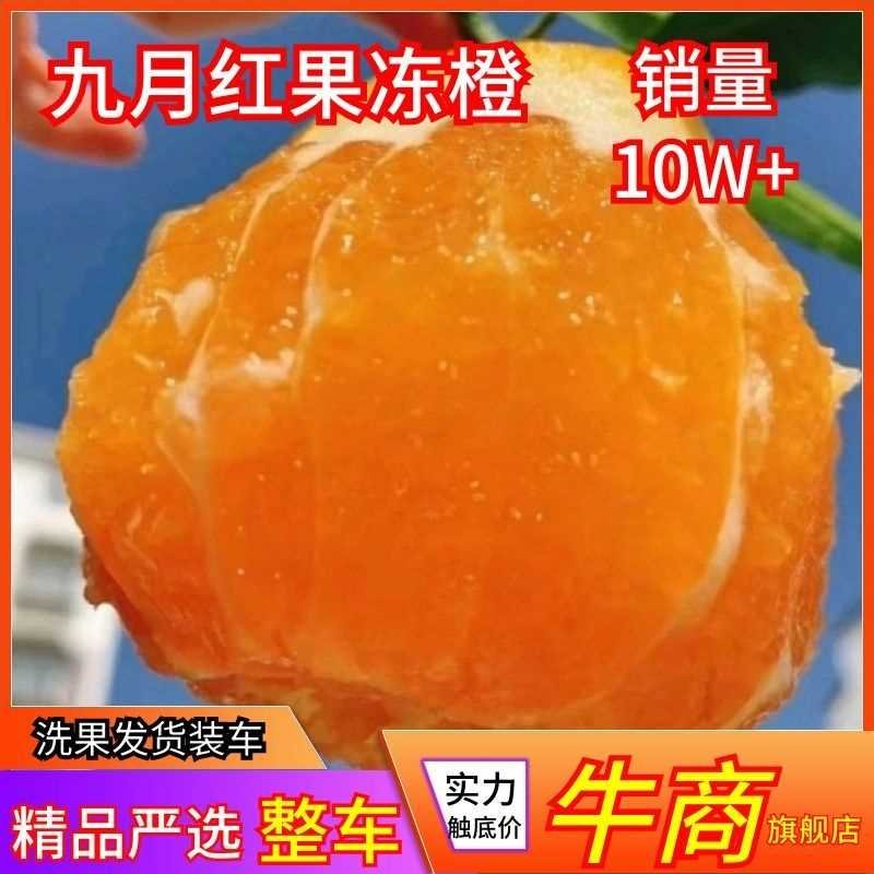 九月红果冻橙，皮薄味甜果肉细腻入口化渣，欢迎咨询