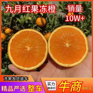 精选九月红脐橙又名果冻橙口感甜果园看货量大价优
