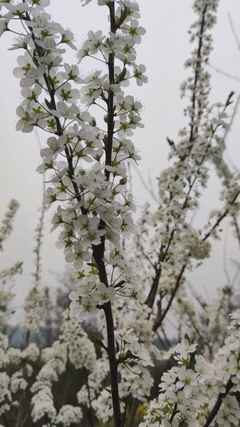 正宗蜂糖李子苗，蜂糖李嫁接苗，中晚熟品种基地直发。