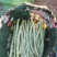 白芸豆诚信代办安你需求收货，分捡打包一年四季豆有货