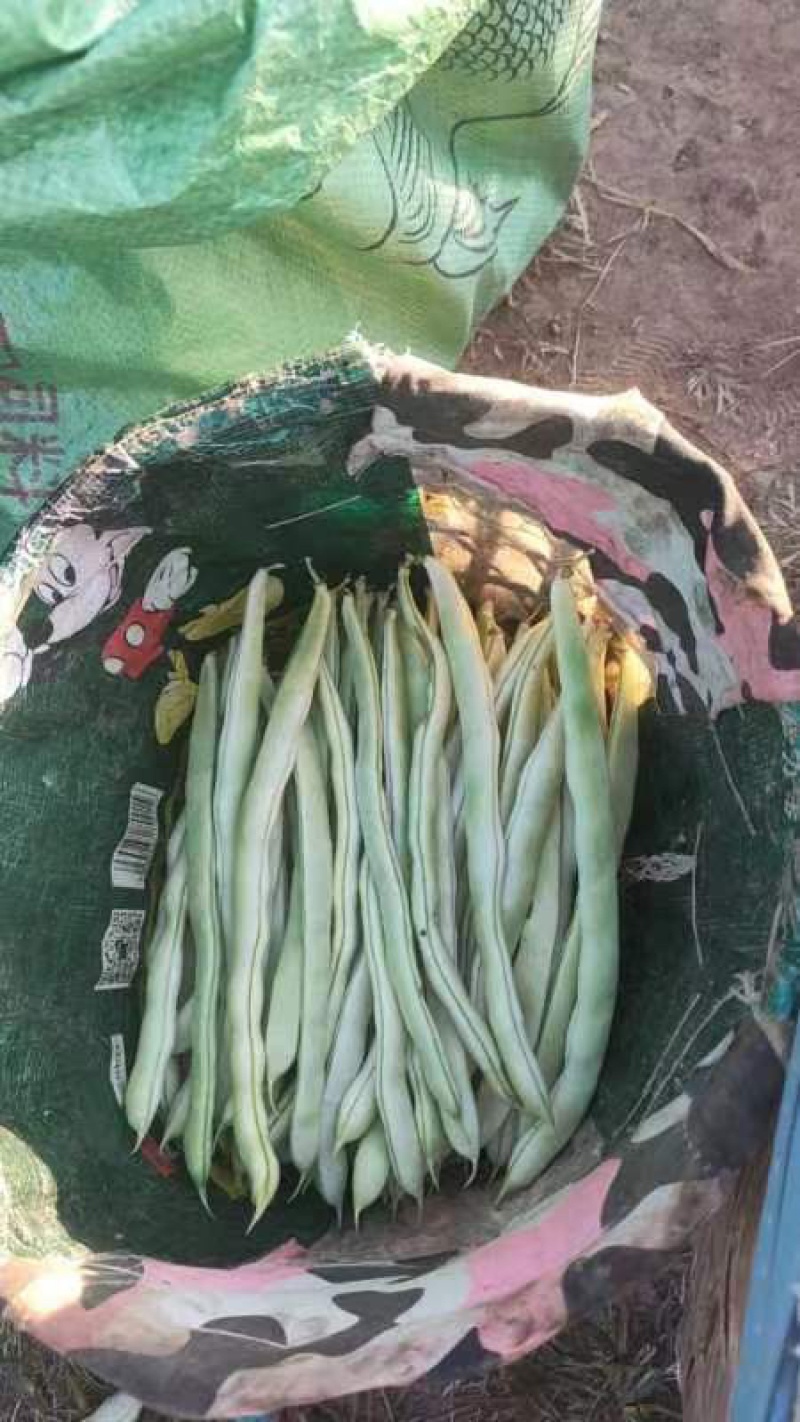 白芸豆诚信代办安你需求收货，分捡打包一年四季豆有货