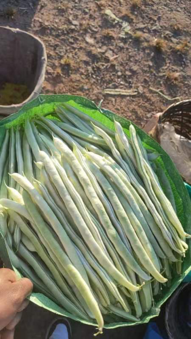 白芸豆诚信代办安你需求收货，分捡打包一年四季豆有货