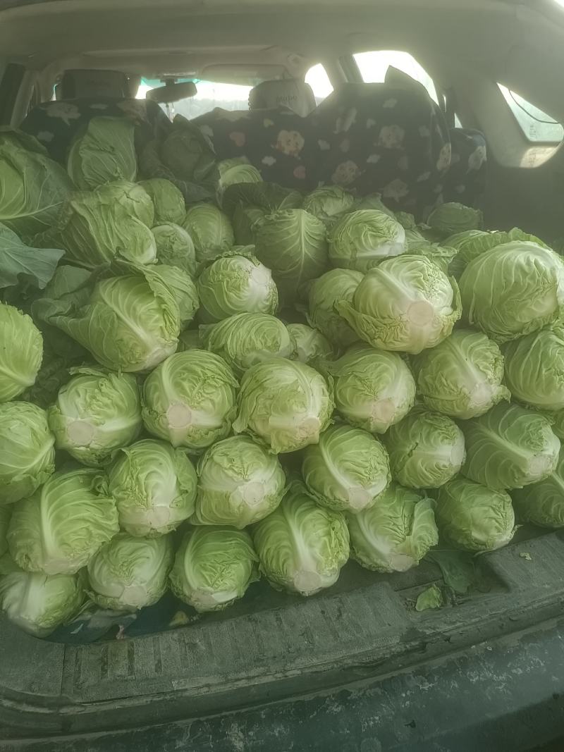 需要做梅干菜的客户看过来