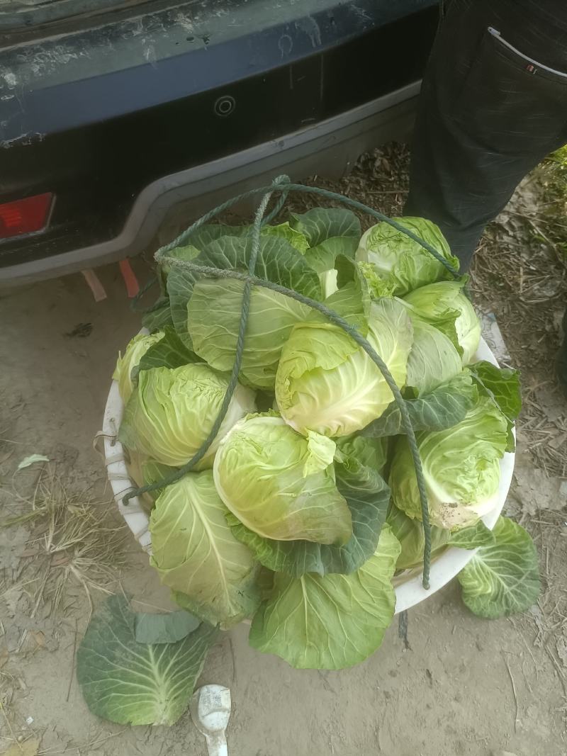 需要做梅干菜的客户看过来