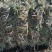燕麦草高糖低钾