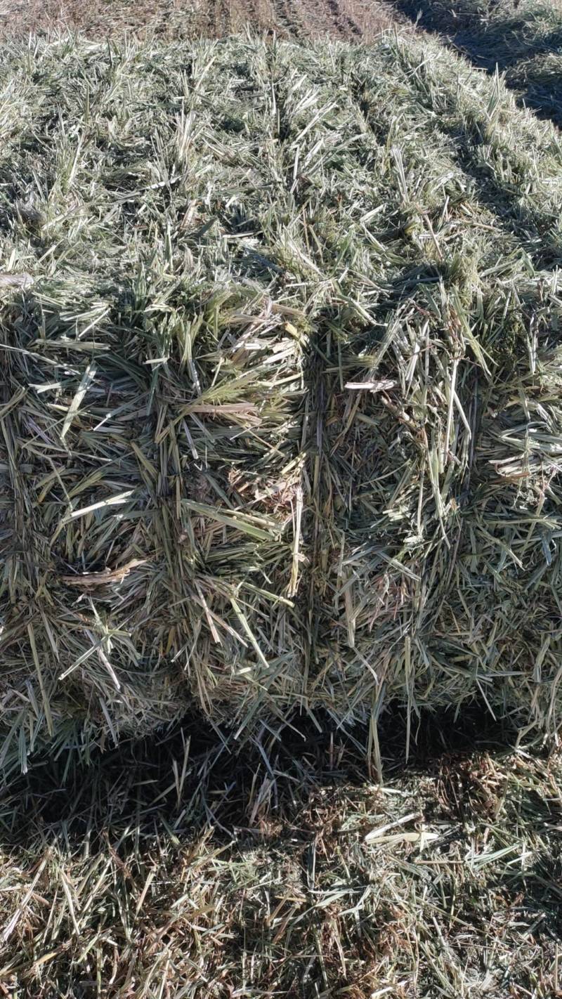 燕麦草高糖低钾