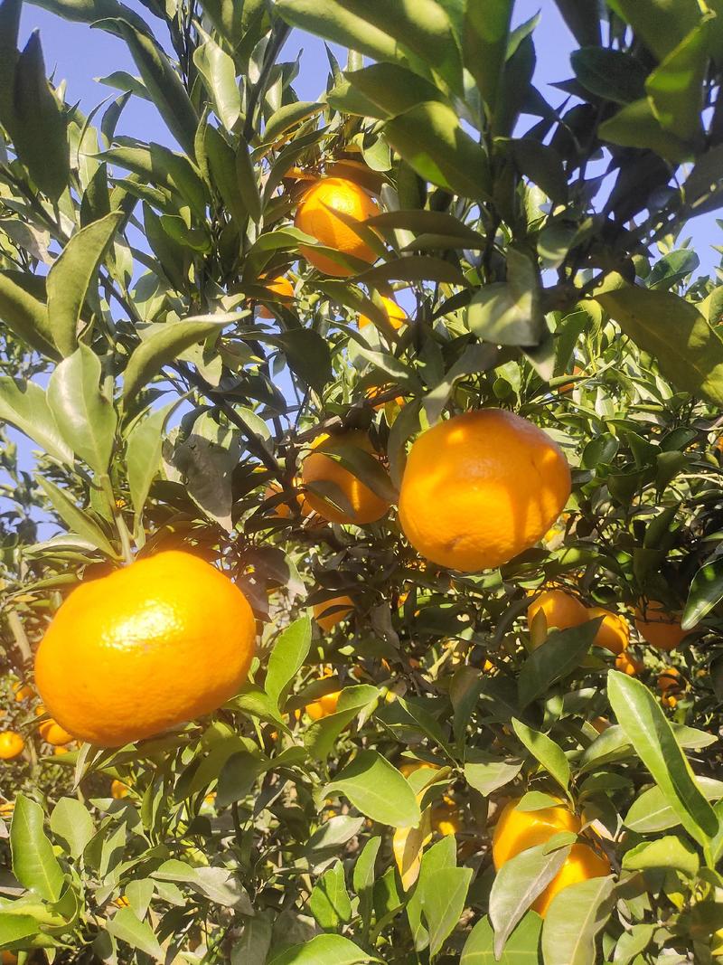 四川春见柑橘耙耙柑大量上市，对接各大市场。