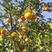 四川春见柑橘耙耙柑大量上市，对接各大市场。