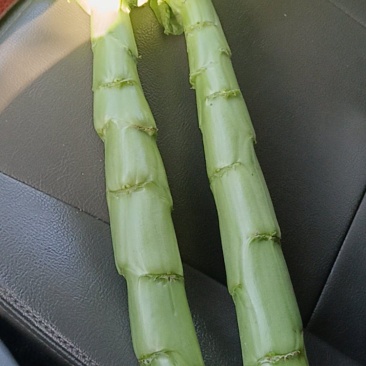精品三青