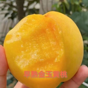 早熟金玉黄桃苗6月初成熟果大味甜质脆不变软套袋黄皮黄肉