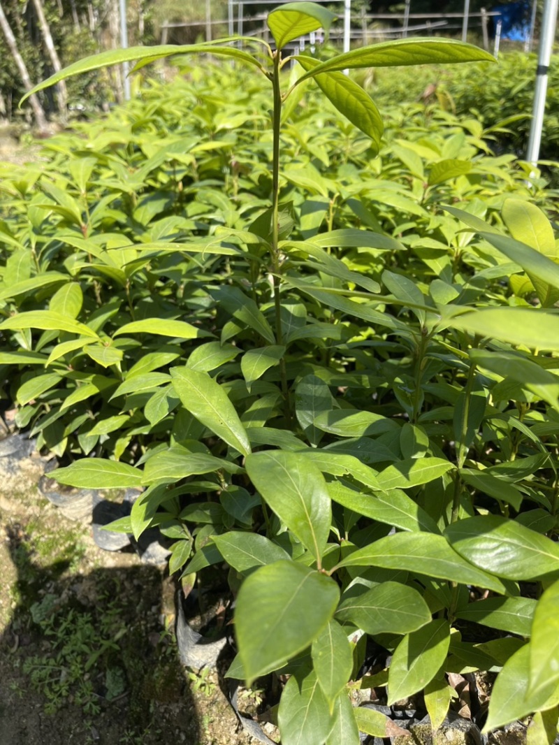 金丝楠木树苗小苗