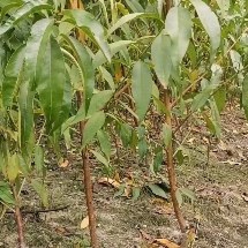 早熟金玉黄桃苗6月初成熟果大味甜质脆不变软套袋黄皮黄肉
